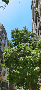 城市中绿树掩映的建筑
