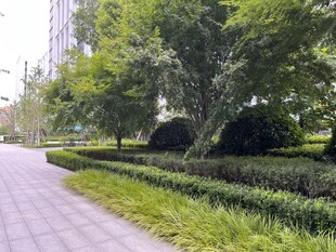 城市林荫小道景观