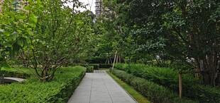 林间幽静小道
