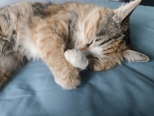 酣睡的三色猫咪