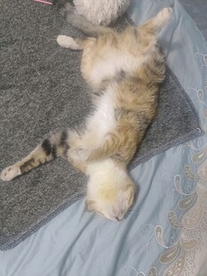 仰卧卖萌的可爱猫咪