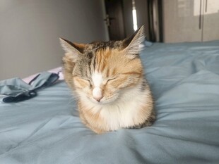 床上打盹的猫咪