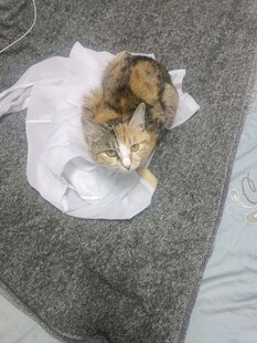 小猫蜷缩在白色布上