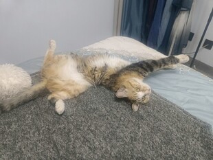 猫咪惬意躺卧姿态