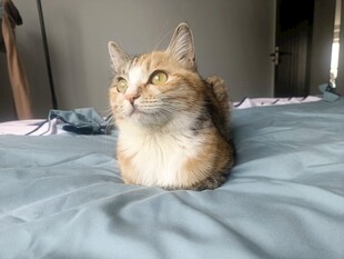 床上可爱猫咪惹人爱