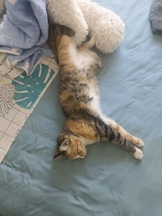 猫咪惬意躺卧姿态