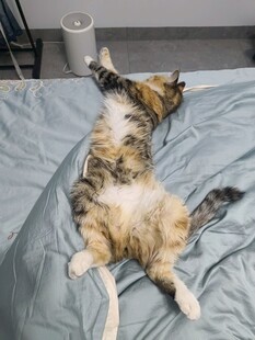 猫咪惬意躺卧姿态