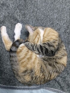 蜷睡的猫咪