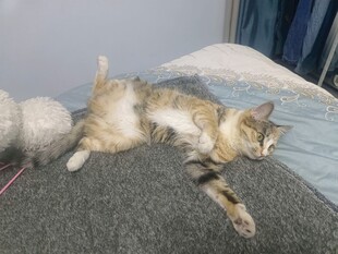 猫咪惬意躺卧姿态