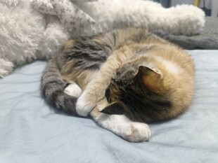 猫咪惬意蜷缩酣睡