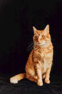橘猫端坐