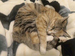 蜷睡的猫咪
