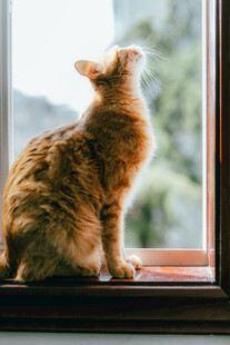 窗边橘猫仰头望景