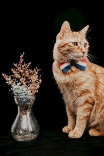 戴领结的橘猫与花瓶装饰