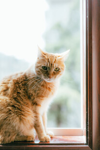 窗边橘猫