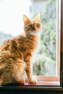 窗边橘猫眺望远方