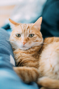 慵懒橘猫惬意躺卧