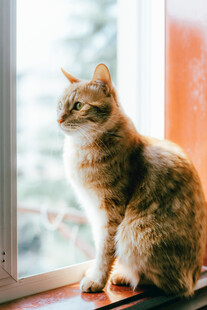 窗边猫咪眺望远方