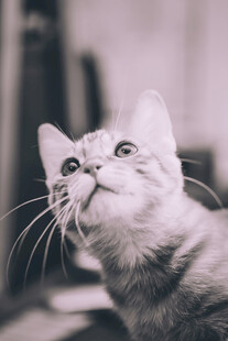 仰头好奇的可爱猫咪