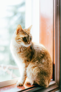 窗边猫咪凝望远方