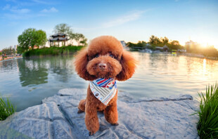 湖畔可爱贵宾犬