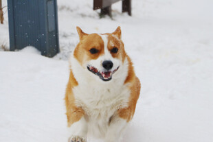 雪地中欢快奔跑的柯基犬