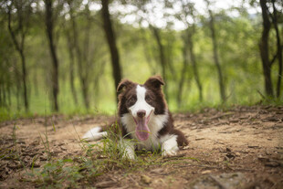 林间休憩的边牧犬