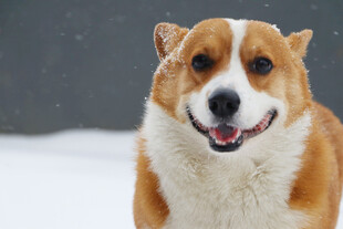 雪地中的快乐柯基犬