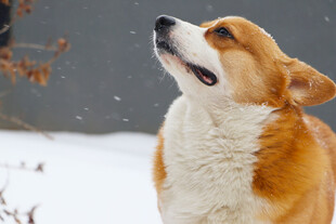 雪中仰头的可爱柯基犬