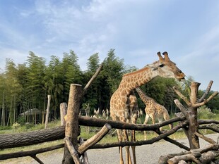 动物园中优雅的长颈鹿