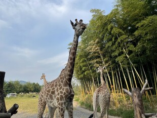 户外长颈鹿等动物雕塑景观