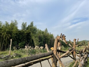 户外长颈鹿 自然景致