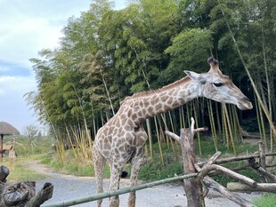 长颈鹿于竹林边悠然进食