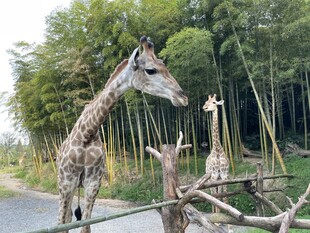 长颈鹿在竹林边互动