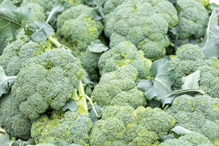 新鲜西兰花特写