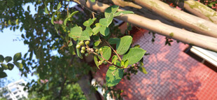 户外绿植与红墙建筑