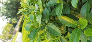 翠绿繁茂的植物枝叶