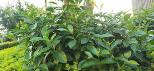 绿叶繁茂的植物景观