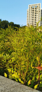 城市中葱郁的绿植景观