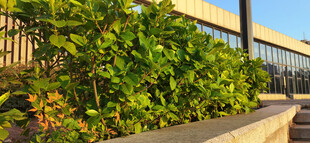 户外绿植与平层建筑景观