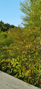 公园路边灌木绿植景观