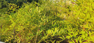 茂密灌木绿植景观