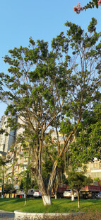 城市中的葱郁绿树景观