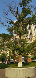 城市街边挺拔绿树景观