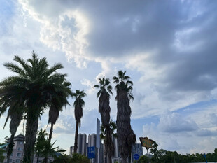 蓝天白云下的棕榈树景观