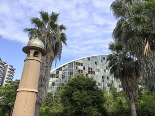 城市中高耸的棕榈树与建筑