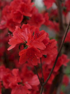 鲜艳红杜鹃绽放枝头