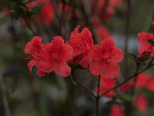 娇艳绽放的红色杜鹃花