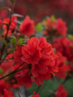 艳丽红杜鹃绽放枝头