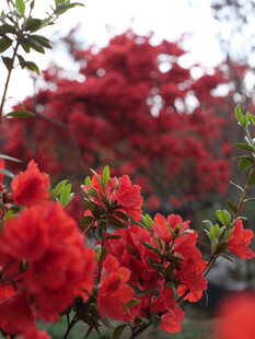 艳丽红杜鹃绽放美景